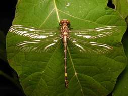 Image of Acrogomphus fraseri Laidlaw 1925