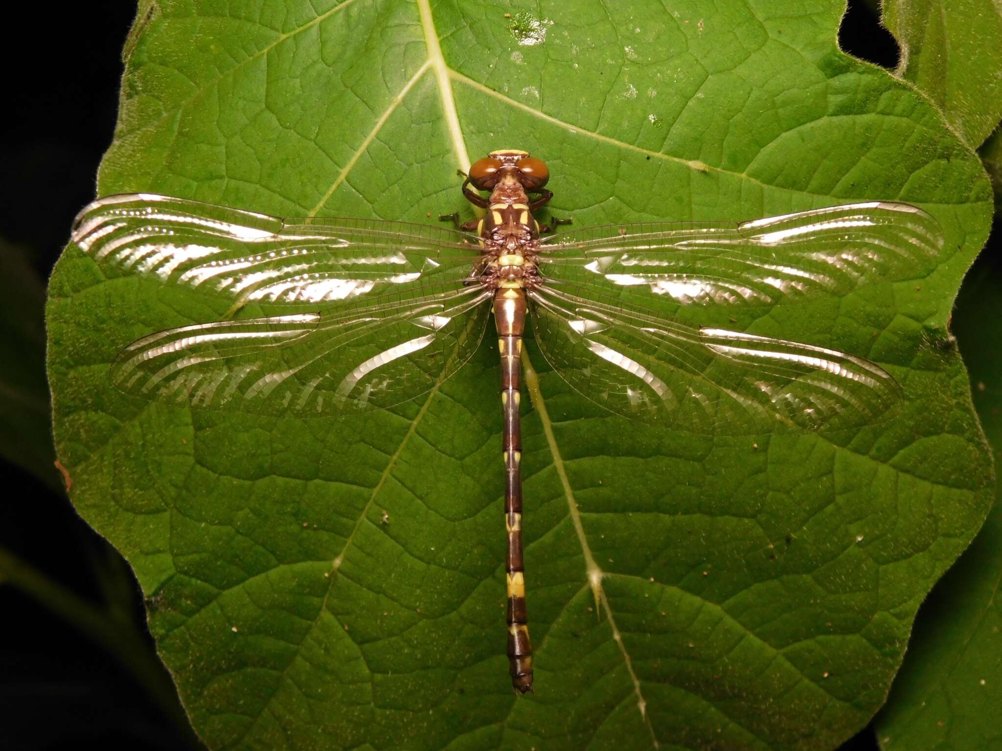 Image of Acrogomphus fraseri Laidlaw 1925