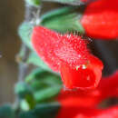 Image of Salvia adenophora Fernald