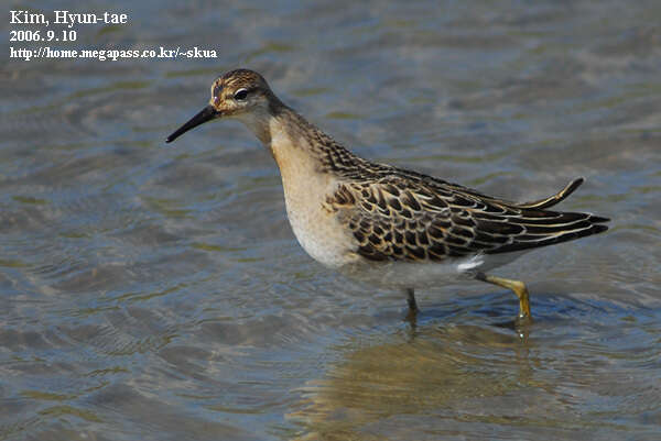 Image of Ruff