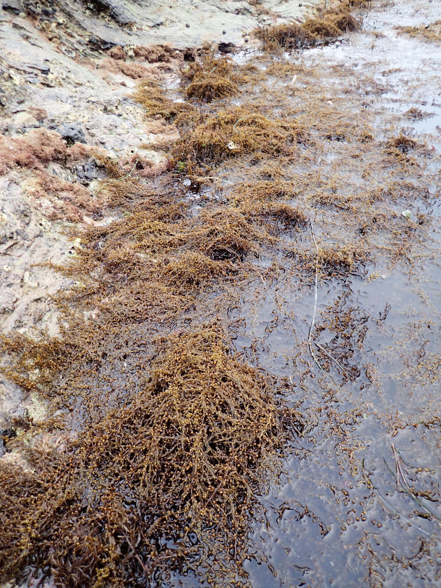 Слика од Sargassum muticum