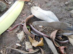 Image of Striped Blind Snake