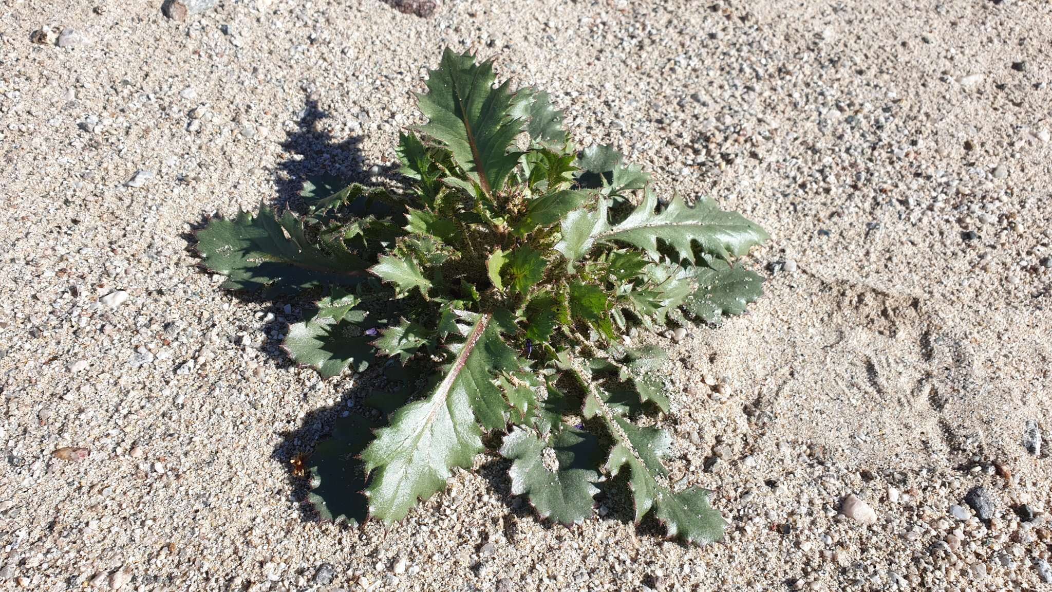 Image of broadleaf gilia