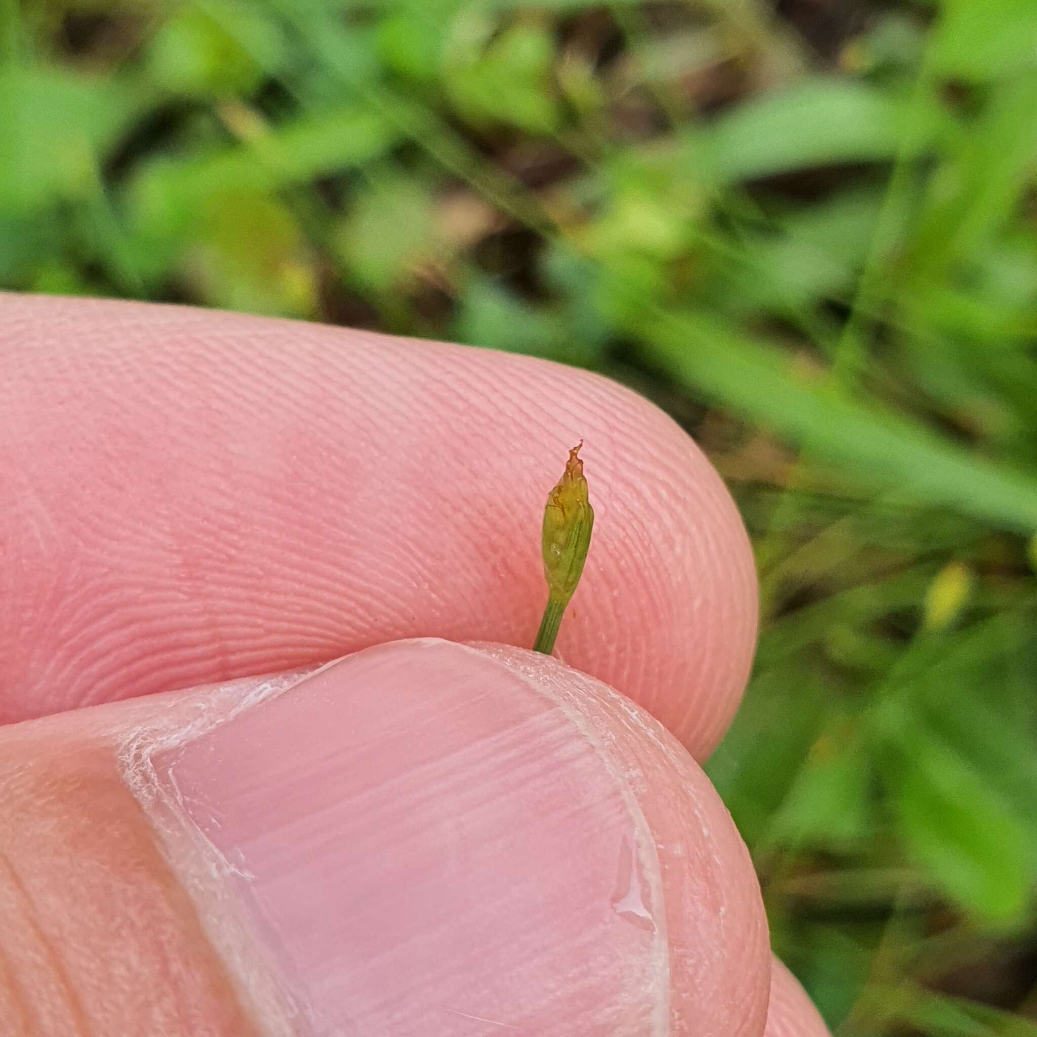 Sivun Fimbristylis acuminata Vahl kuva