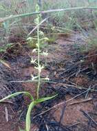 Image of Eulophia plantaginea (Thouars) Rolfe ex Hochr.