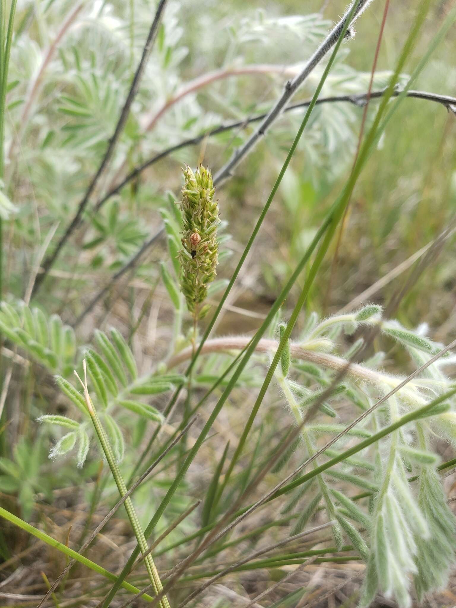 Image of silky prairie clover