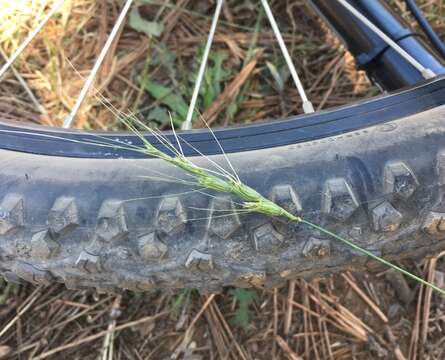 Image of barbed goatgrass