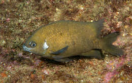 Image of White-ear scalyfin