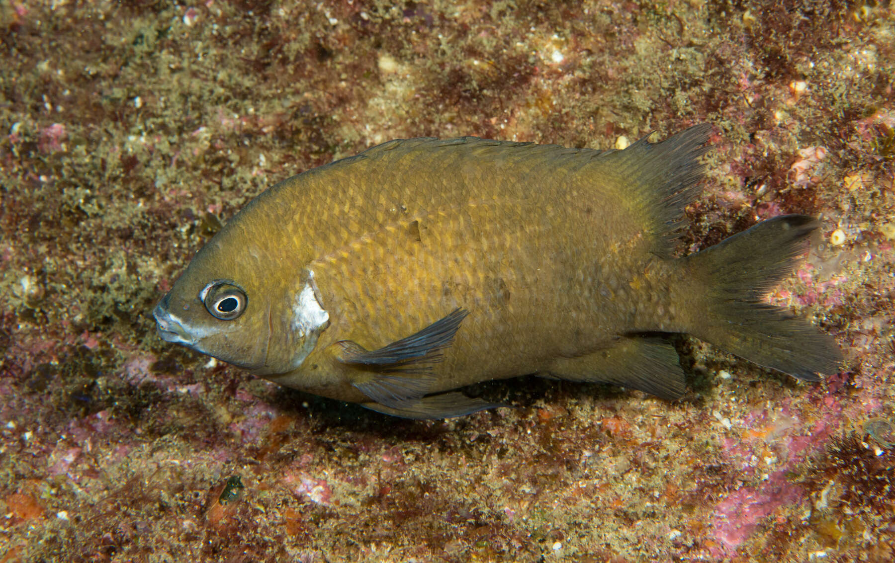 Image of White-ear scalyfin