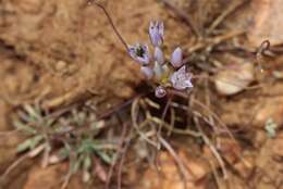 Allium parryi S. Watson的圖片