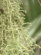 Слика од <i>Usnea dimorpha</i>