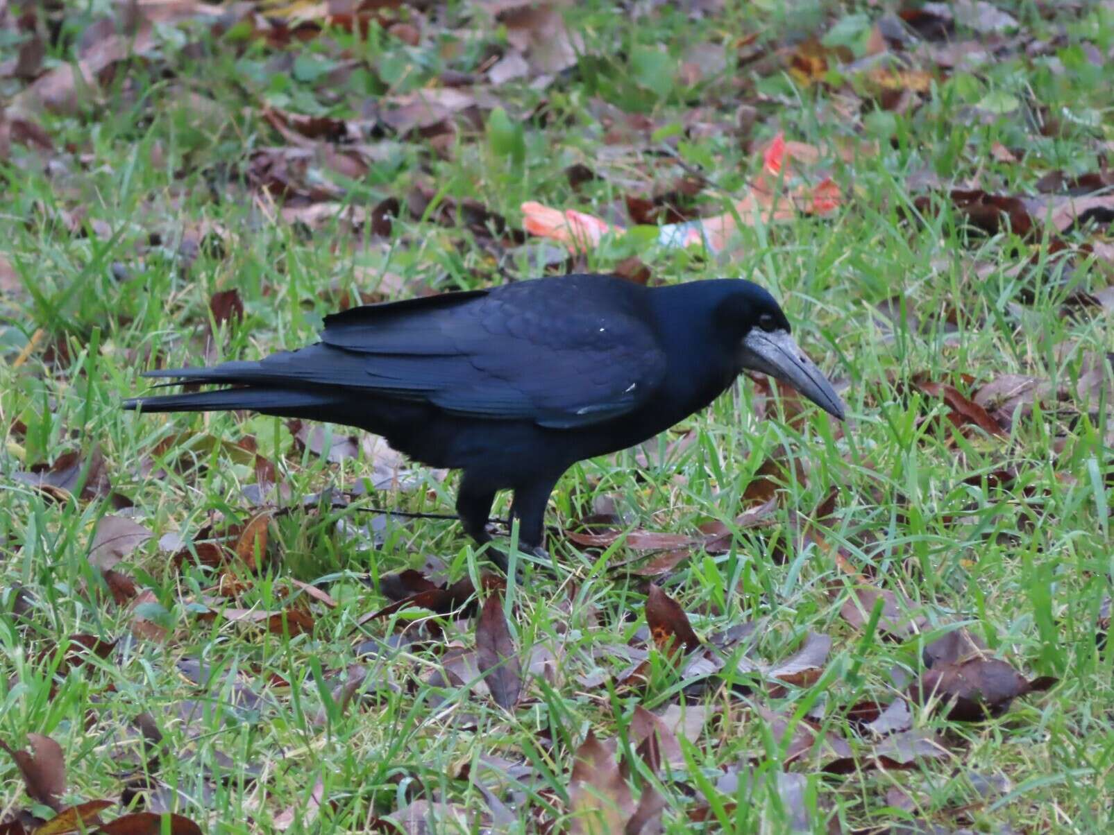 Слика од Corvus frugilegus frugilegus Linnaeus 1758