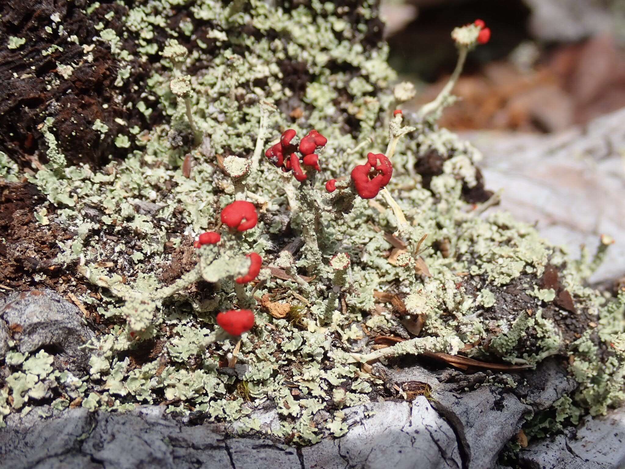 Image of cup lichen