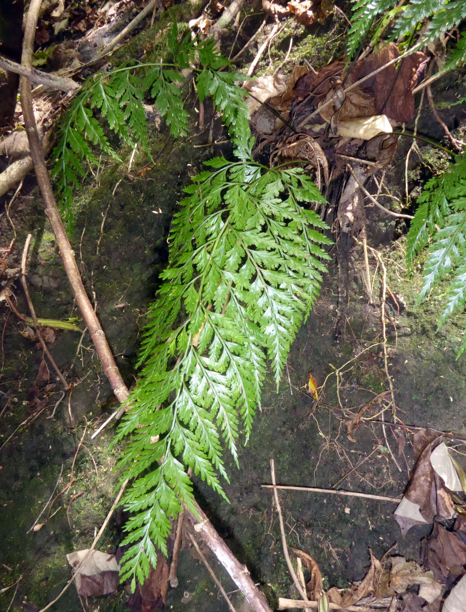 Imagem de Asplenium gibberosum (G. Forst.) Mett.