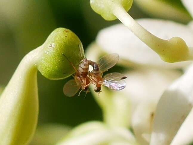 Image of Phyllodromia flexura Plant 2005