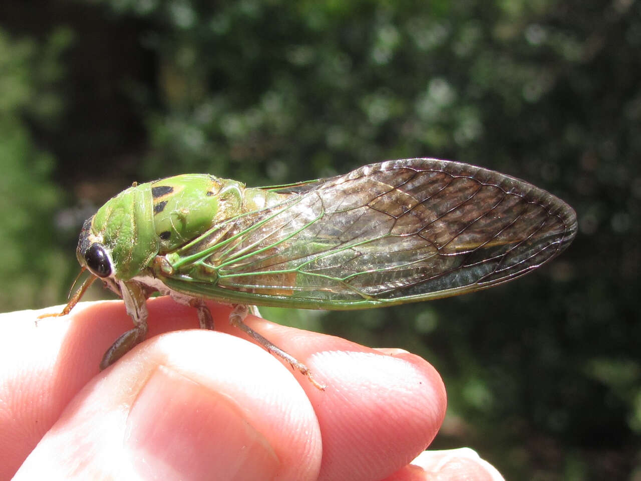 Image of Neotibicen superbus (Fitch 1855)