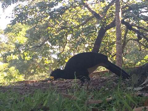 Image of Bare-faced Curassow