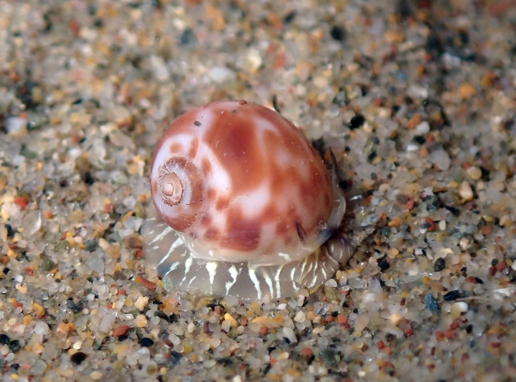 Image of Hebrew moon shell