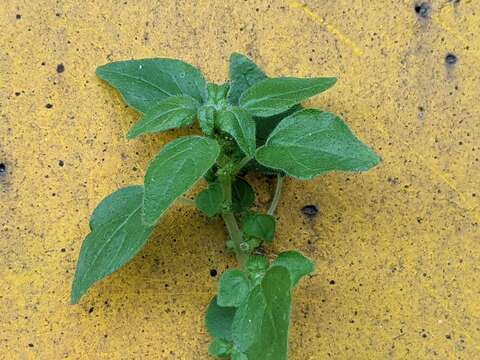 Image of Parietaria micrantha Ledeb.