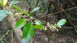 Image of Trophis scandens subsp. scandens