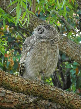 Image of Spotted Eagle-Owl