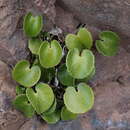 Image of Adiantum reniforme subsp. pusillum (Bolle) Rivas Mart.