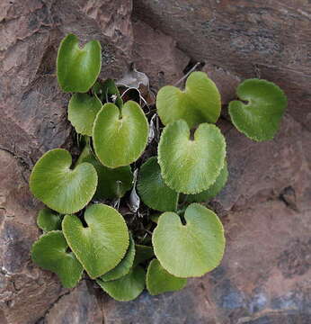 Plancia ëd Adiantum reniforme subsp. pusillum (Bolle) Rivas Mart.