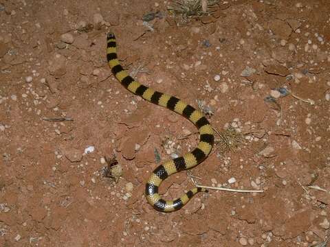 Image of Coastal Burrowing Snake