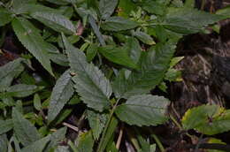 Image of herb of Gilead