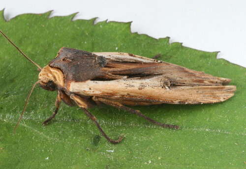 Image of American Swordgrass Moth