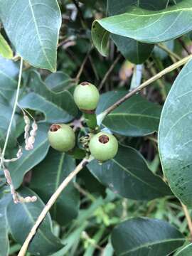 Imagem de Pseudobombax grandiflorum (Cav.) A. Robyns