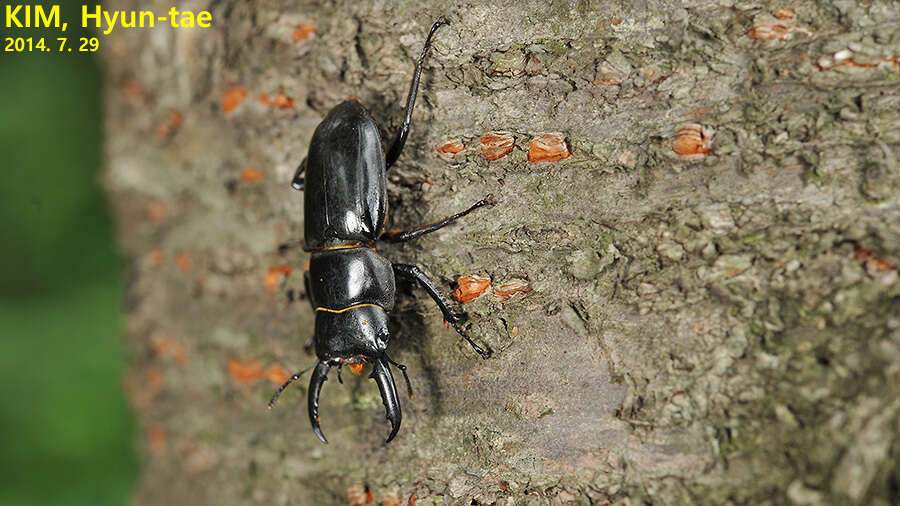 Image de Serrognathus consentaneus (Albers 1886)