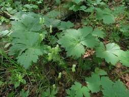 Imagem de Aconitum umbrosum (Korsh.) Kom.