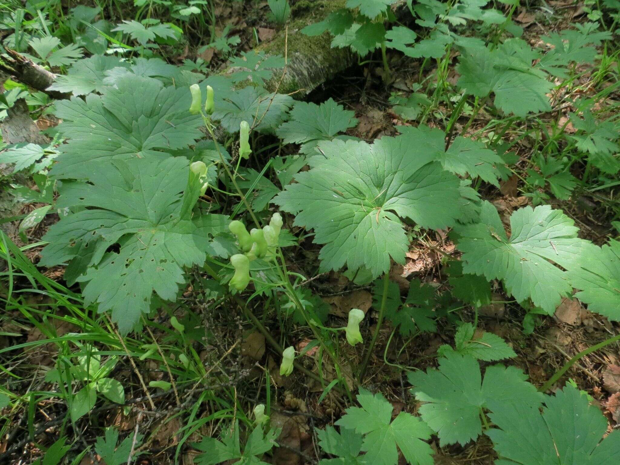 Imagem de Aconitum umbrosum (Korsh.) Kom.