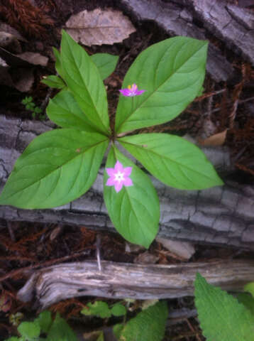 Image of Western Starflower