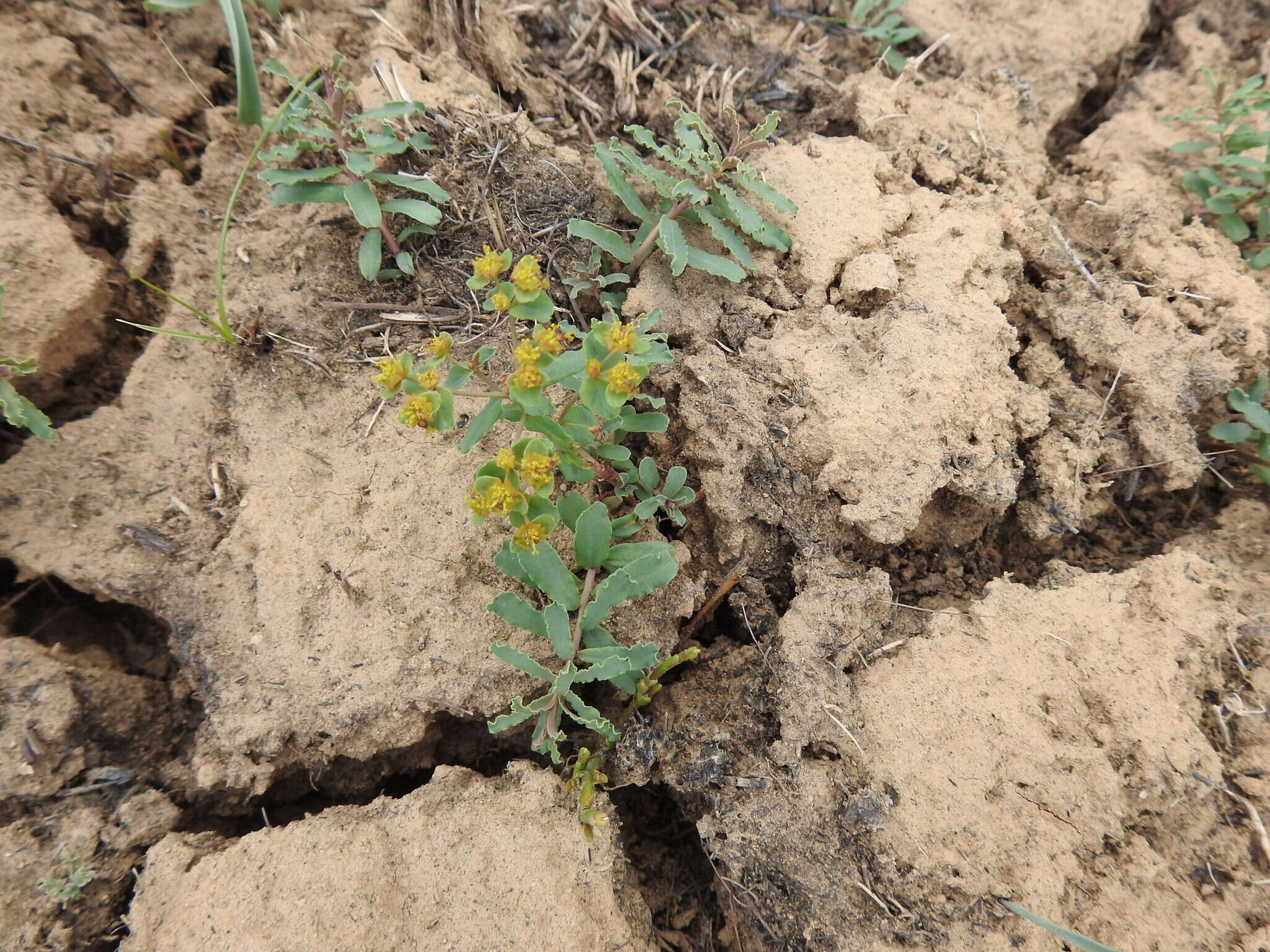 Image of Euphorbia undulata M. Bieb.