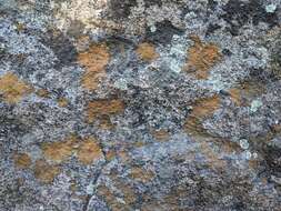 Image of orange lichen