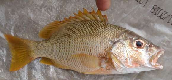 Image of Brazilian Snapper