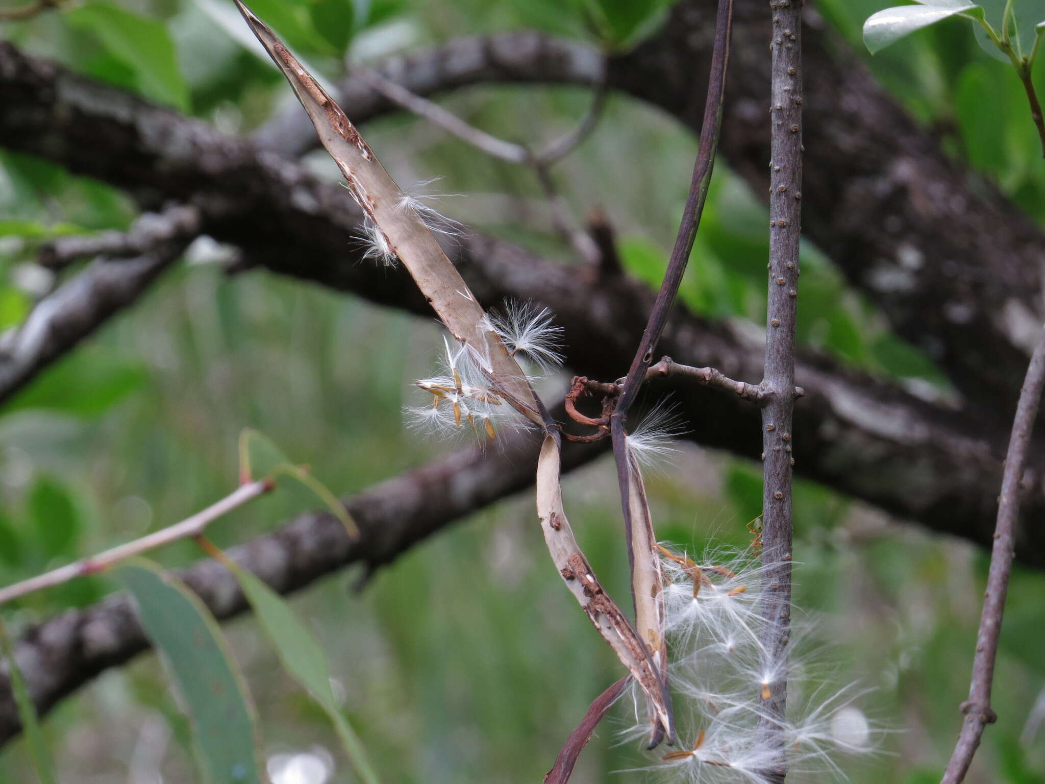 Image of Gymnanthera oblonga (Burm. fil.) P. S. Green