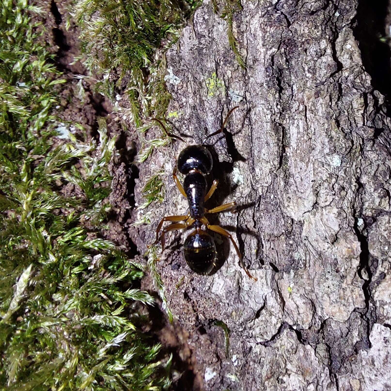 Camponotus tergestinus Mueller 1921的圖片