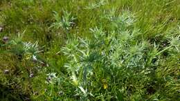 Imagem de Eryngium vaseyi Coult. & N. E. Rose