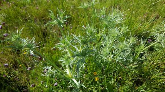 Image of Eryngium vaseyi Coult. & N. E. Rose