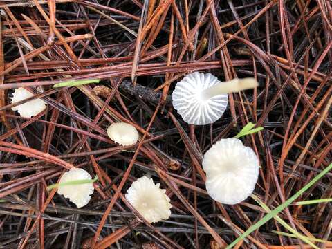 Image de Marasmius calhouniae Singer 1989