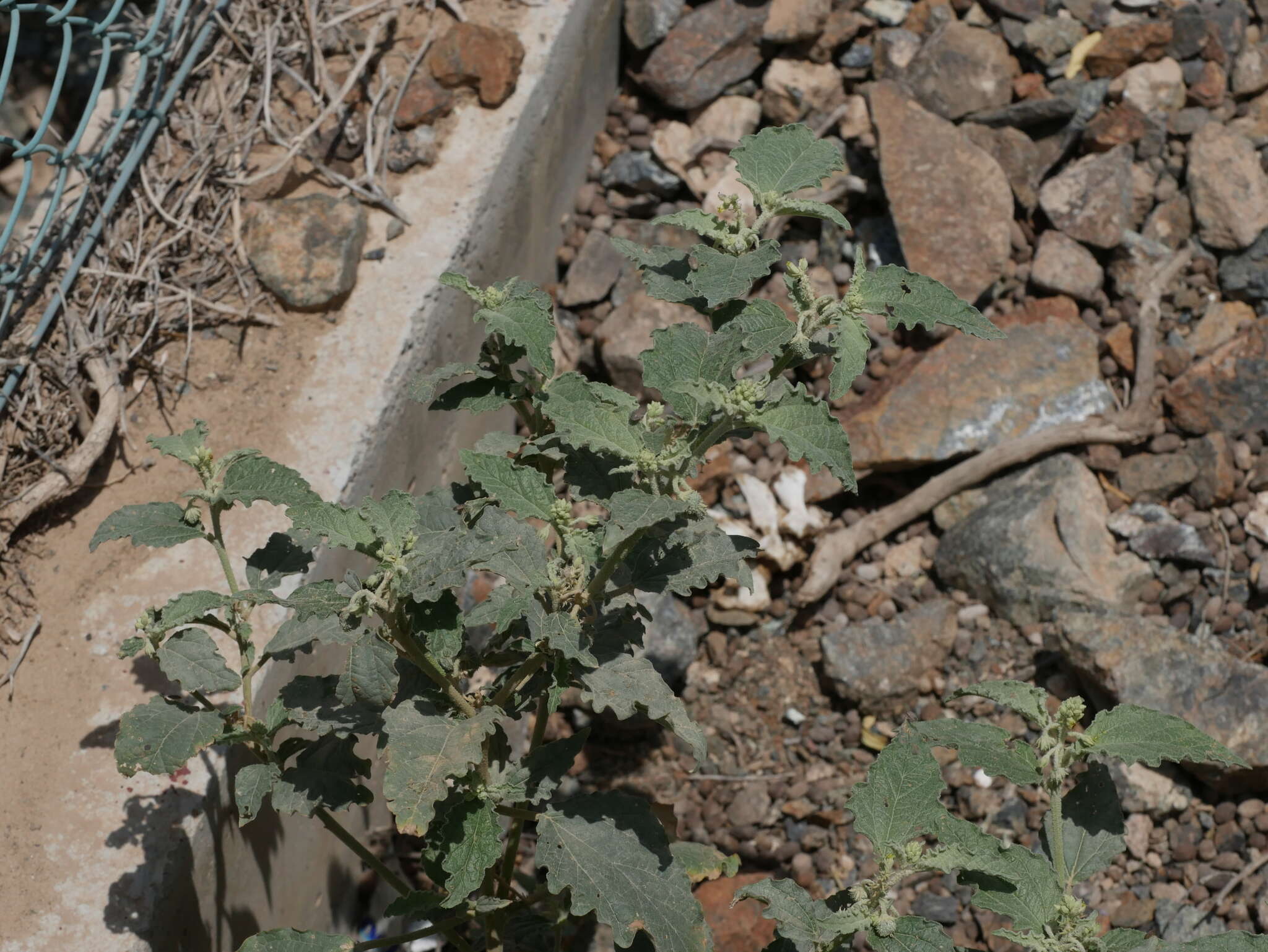 Image of Chrozophora oblongifolia (Delile) A. Juss. ex Spreng.