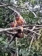 Image of Bearded Capuchin