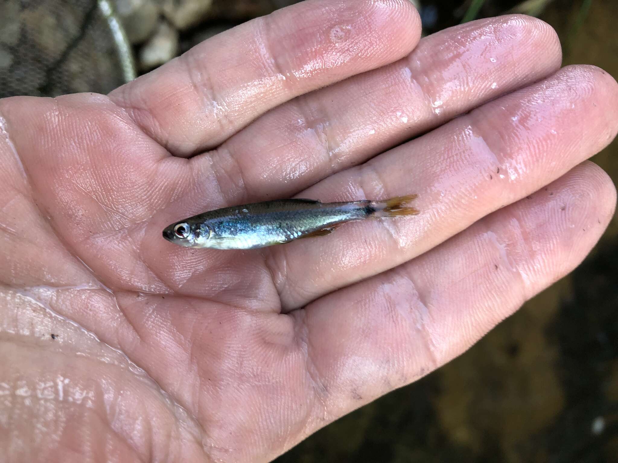 Image of Sailfin Shiner