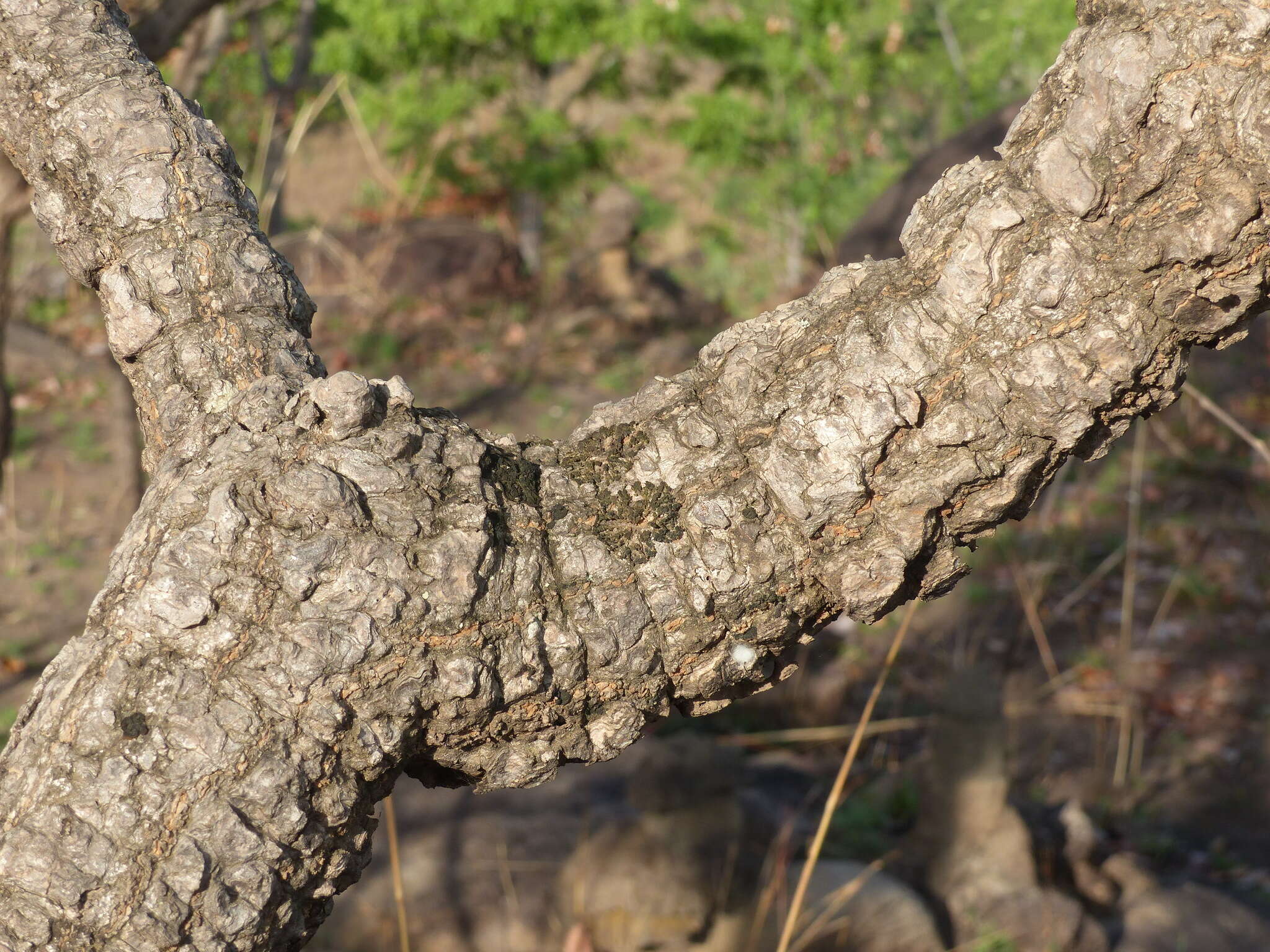 Image of Octopus cabbage tree