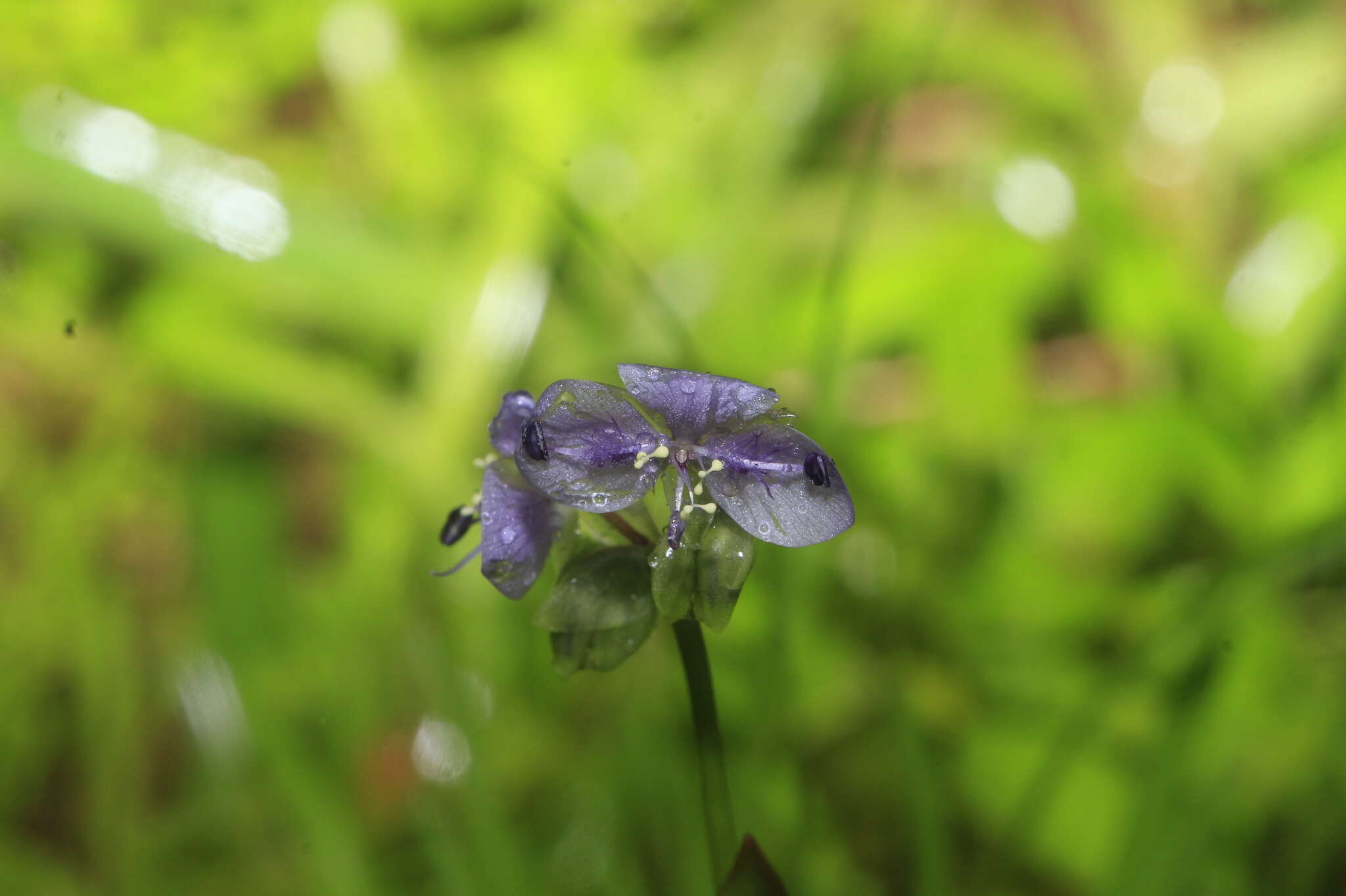 Sivun Murdannia simplex (Vahl) Brenan kuva