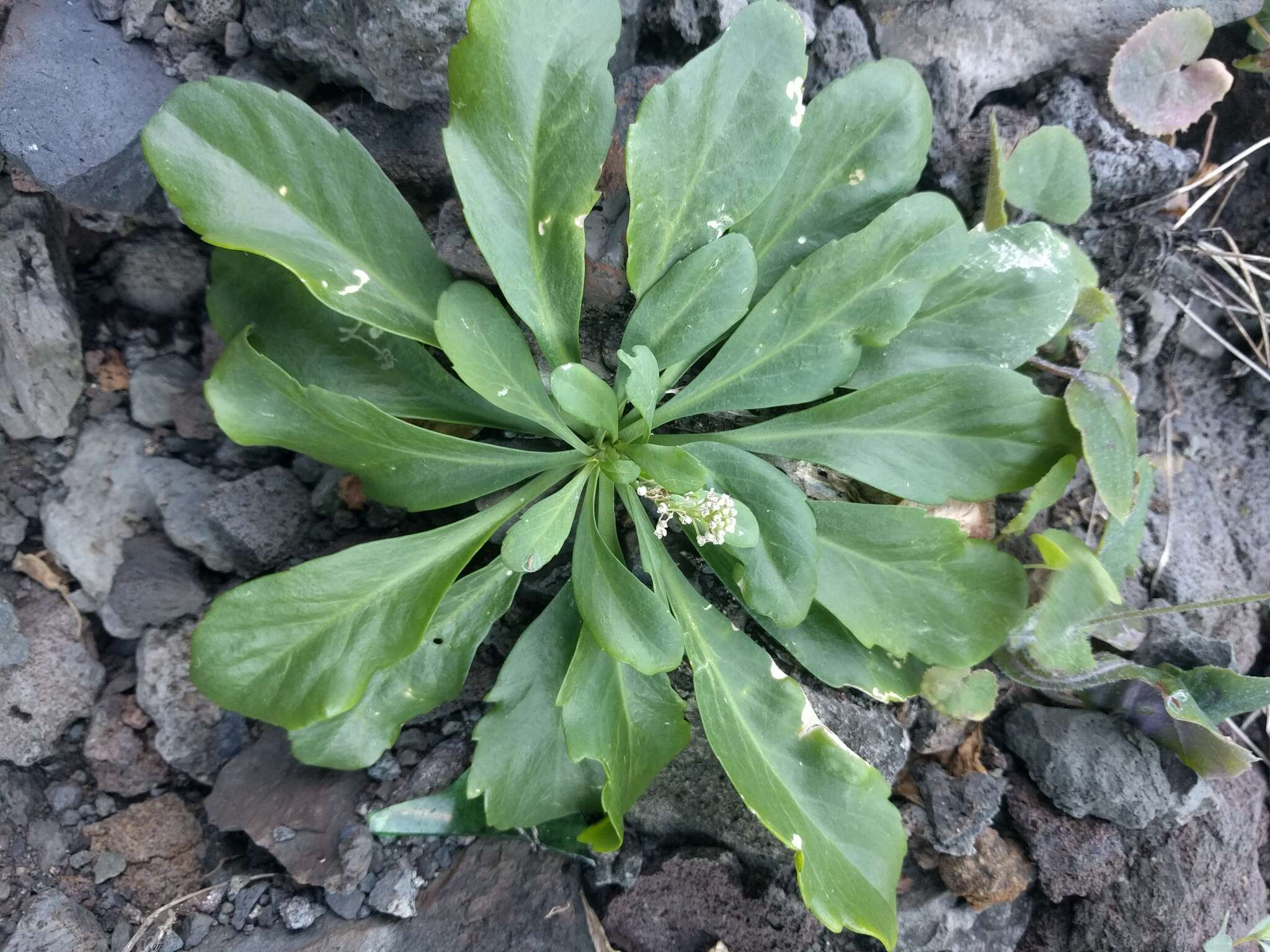 Image of <i>Lepidium bidentatum</i> var. <i>o-waihiense</i> (Cham. & Schltdl.) Fosberg