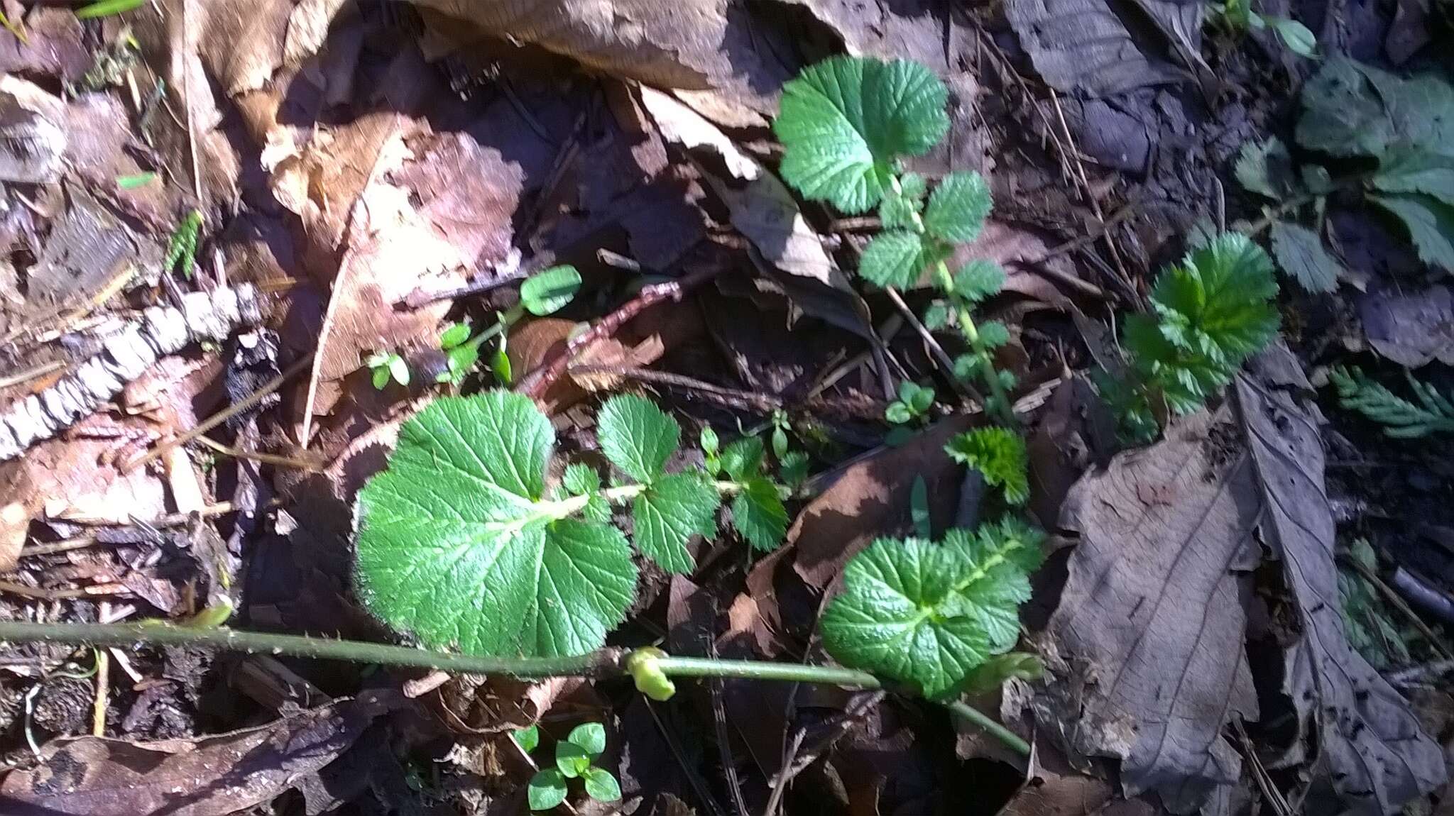 Image de Geum macrophyllum var. macrophyllum